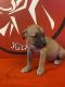 American Bulldog Puppies for sale in East York, ON M4C 5L9, Canada. price: $900