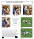 American Bulldog Puppies for sale in Versailles, Missouri. price: $250