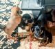 American Bulldog Puppies for sale in Williamsburg, Kentucky. price: $2,500