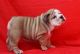 American Bulldog Puppies for sale in California City, California. price: $400