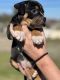 American Bulldog Puppies for sale in Norco, California. price: $800