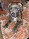 American Bulldog Puppies for sale in Brantley County, GA, USA. price: $250