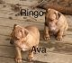 American Bulldog Puppies for sale in Tazewell, Virginia. price: NA