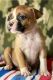 American Bulldog Puppies for sale in Sacramento, California. price: $950
