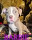 American Bulldog Puppies for sale in Sugar Hill, Georgia. price: $1,250