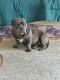 American Bulldog Puppies for sale in Indianapolis, Indiana. price: $400
