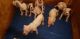 American Bulldog Puppies for sale in Waco, Texas. price: $500