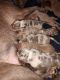 American Bulldog Puppies for sale in Clearfield, Pennsylvania. price: $1,500