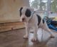 American Bulldog Puppies for sale in Albany, GA, USA. price: $1,200