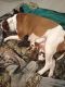 American Bulldog Puppies for sale in Portsmouth, Ohio. price: NA