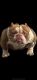 American Bulldog Puppies for sale in Auburn, Alabama. price: $3,500