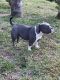 American Bulldog Puppies for sale in Haines City, Florida. price: $1,300