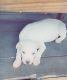 American Bulldog Puppies for sale in Sanford, North Carolina. price: $500