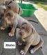 American Bulldog Puppies for sale in Melbourne, Victoria. price: $6,000