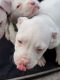 American Bulldog Puppies for sale in Greenwich, Connecticut. price: $500