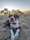 American Bulldog Puppies for sale in Burnside, South Australia. price: $400