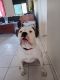American Bulldog Puppies for sale in Ipswich, Queensland. price: NA