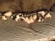 American Bulldog Puppies for sale in Toronto, ON, Canada. price: $600