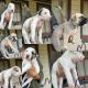 American Bulldog Puppies for sale in Forbes, New South Wales. price: $300