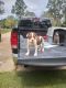 American Bulldog Puppies for sale in Albany, GA, USA. price: $250