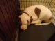 American Bulldog Puppies for sale in Maryland Heights, Missouri. price: $200