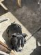American Bulldog Puppies for sale in San Jose, California. price: $200