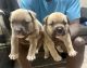 American Bulldog Puppies for sale in Cape Coral, Florida. price: $2,000