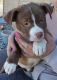 American Bulldog Puppies for sale in Aurora, Colorado. price: $500