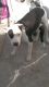 American Bulldog Puppies for sale in Panchkula, Haryana 134109, India. price: 80000 INR