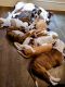 American Bulldog Puppies for sale in Reading, Pennsylvania. price: $150