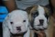 American Bulldog Puppies for sale in hyderabad, Ambavaram, Andhra Pradesh 523112, India. price: NA