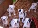 American Bulldog Puppies for sale in Charlottesville, VA, USA. price: NA