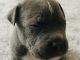 American Bulldog Puppies for sale in Orange, Texas. price: $1,500