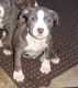 American Bulldog Puppies for sale in Adams County, PA, USA. price: NA