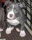 American Bulldog Puppies for sale in Accokeek, MD, USA. price: NA