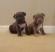 American Bulldog Puppies for sale in Charlotte, NC, USA. price: NA
