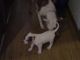 American Bulldog Puppies for sale in New Bedford, MA, USA. price: $1,200