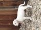 American Bulldog Puppies for sale in Westminster, CO, USA. price: $1,200