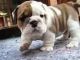 American Bulldog Puppies for sale in Acuff, TX 79364, USA. price: $350