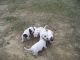 American Bulldog Puppies for sale in Fremont, CA, USA. price: NA
