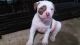 American Bulldog Puppies for sale in Port St Lucie, FL, USA. price: NA