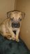 American Bulldog Puppies for sale in Southfield, MI, USA. price: NA