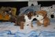 American Bulldog Puppies for sale in Concord, CA, USA. price: NA