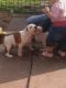 American Bulldog Puppies for sale in Las Cruces, NM, USA. price: NA