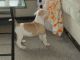 American Bulldog Puppies for sale in Bellerose, Floral Park, NY 11001, USA. price: NA
