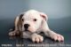 American Bulldog Puppies for sale in Oceanside, CA, USA. price: NA
