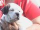 American Bulldog Puppies for sale in Chipley, FL 32428, USA. price: NA