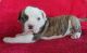 American Bulldog Puppies for sale in Chandler, AZ, USA. price: NA