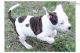 American Bulldog Puppies for sale in Birmingham, AL, USA. price: NA