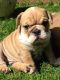 American Bulldog Puppies for sale in Bloomfield, NM 87413, USA. price: NA